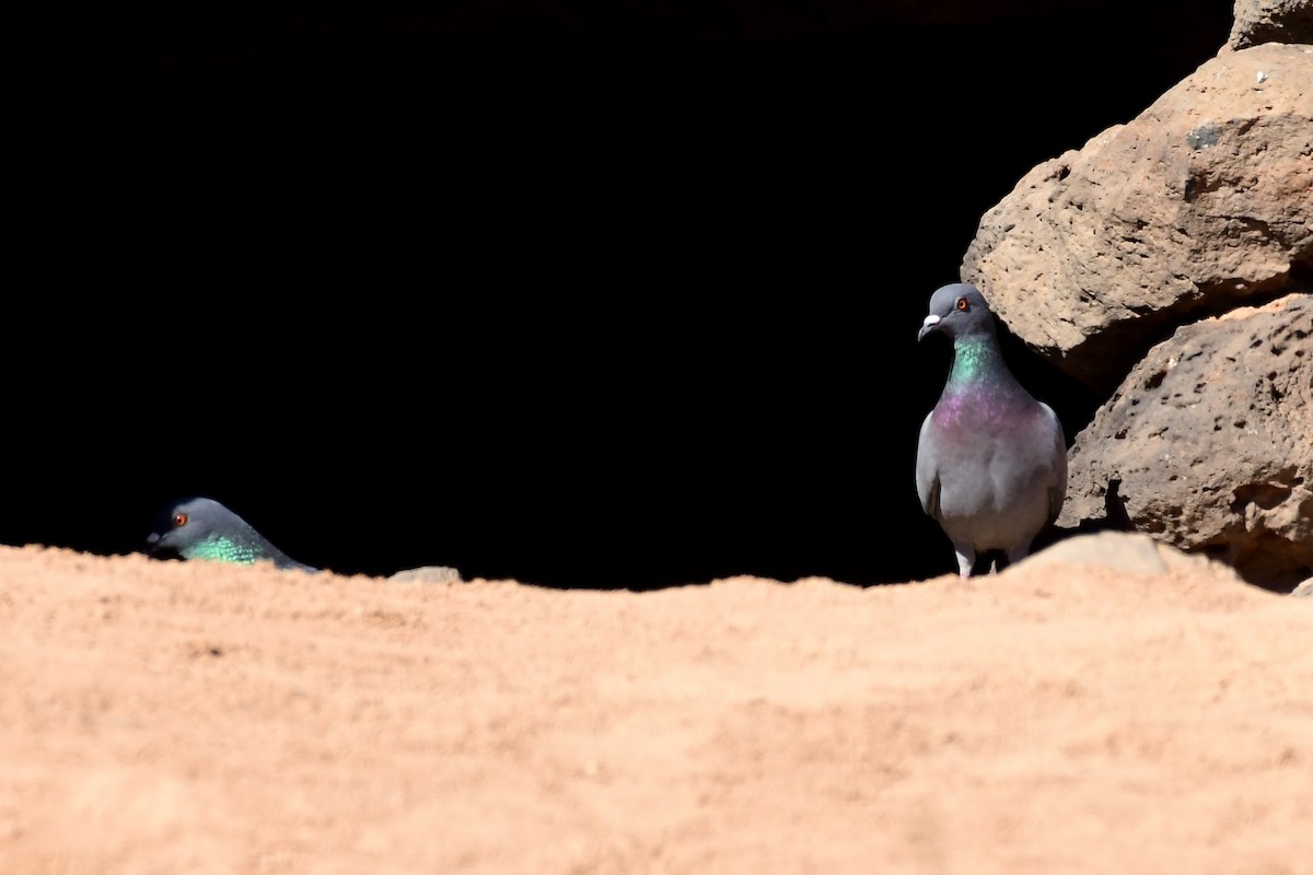 Rock Pigeon - Igor Długosz