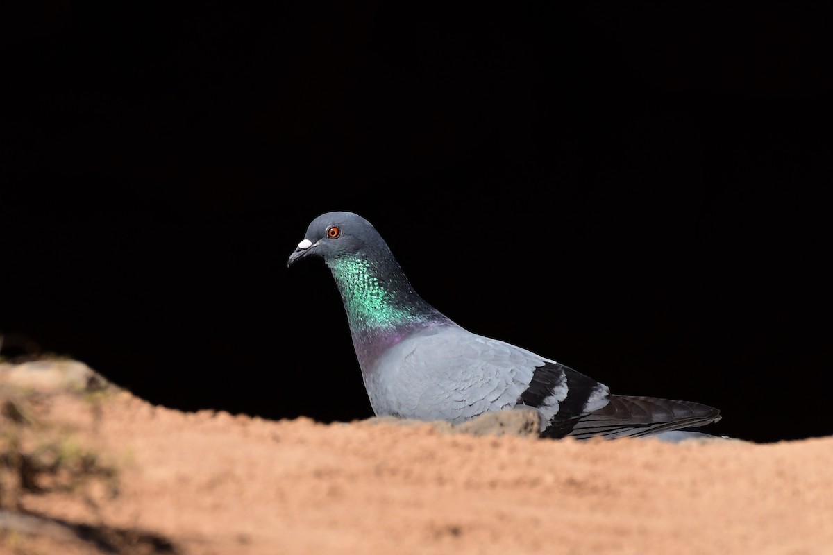 Rock Pigeon - Igor Długosz