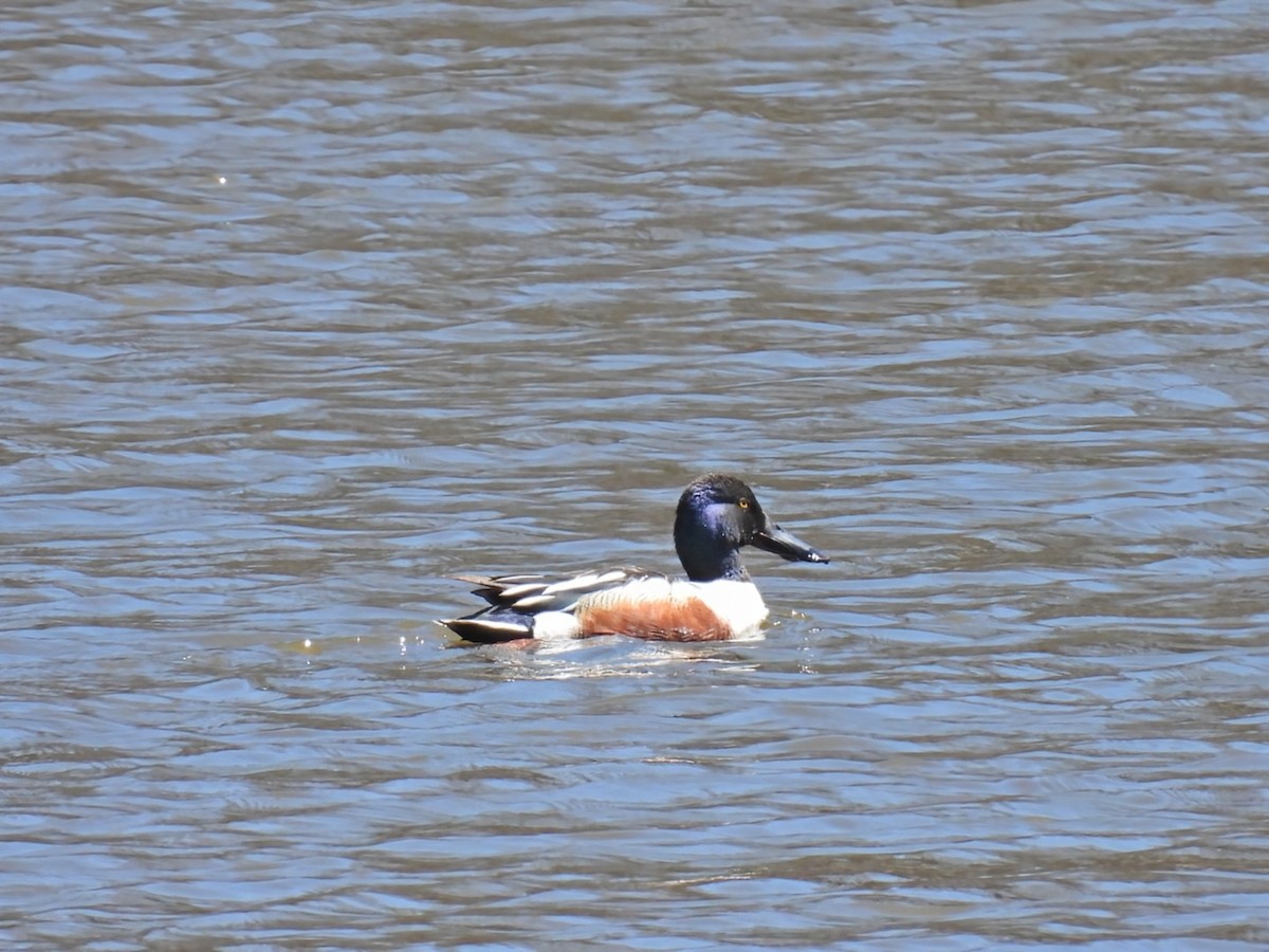 Northern Shoveler - Donna DeJong