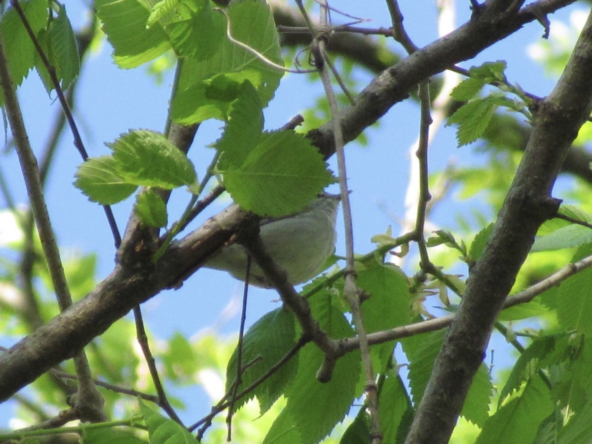 Tennessee Warbler - Keaton Schneeflock