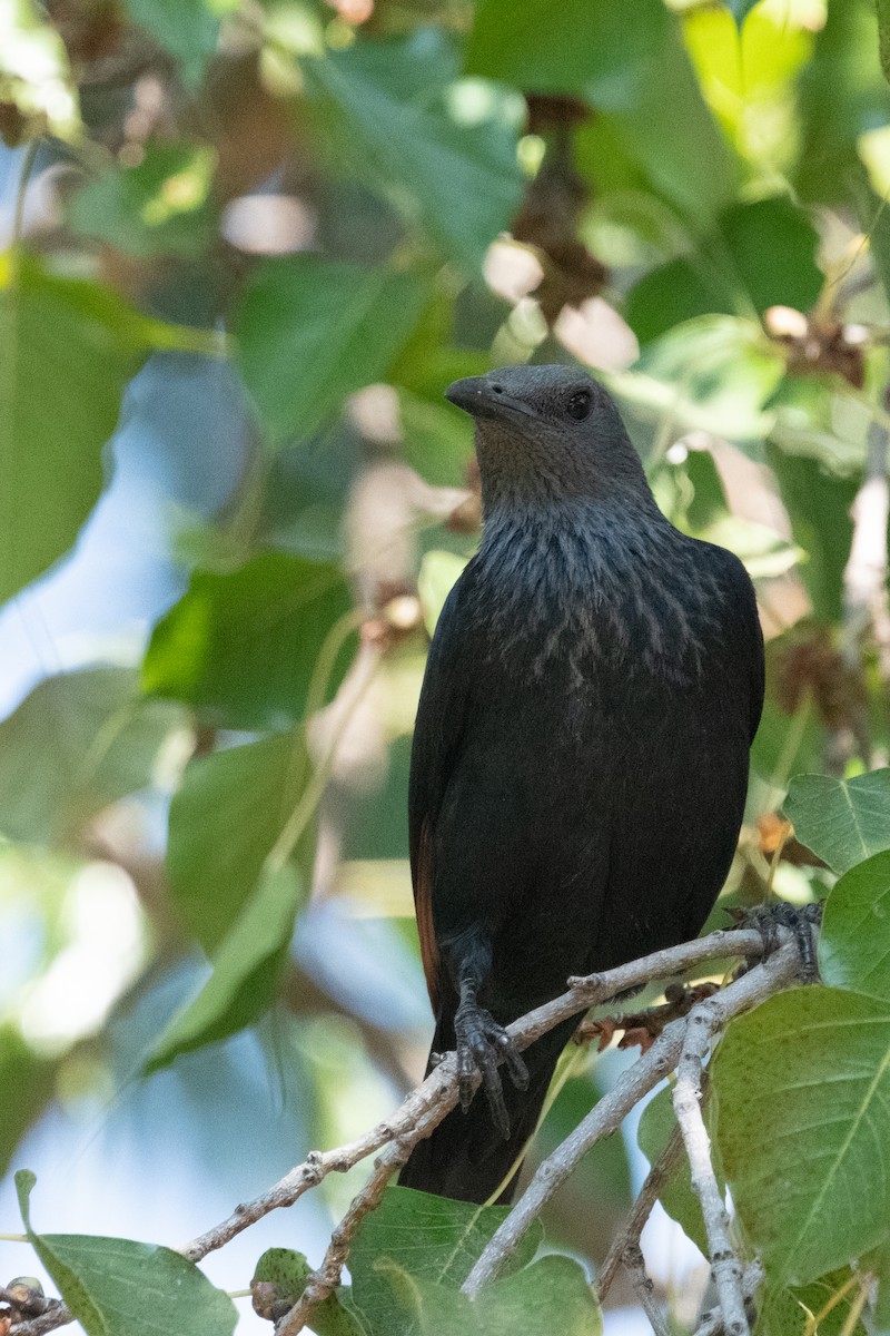 Red-winged Starling - ML618285596