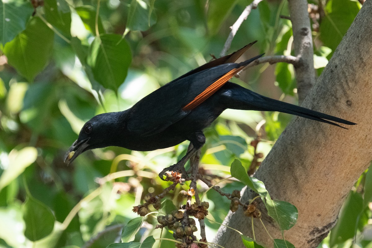 Red-winged Starling - ML618285597