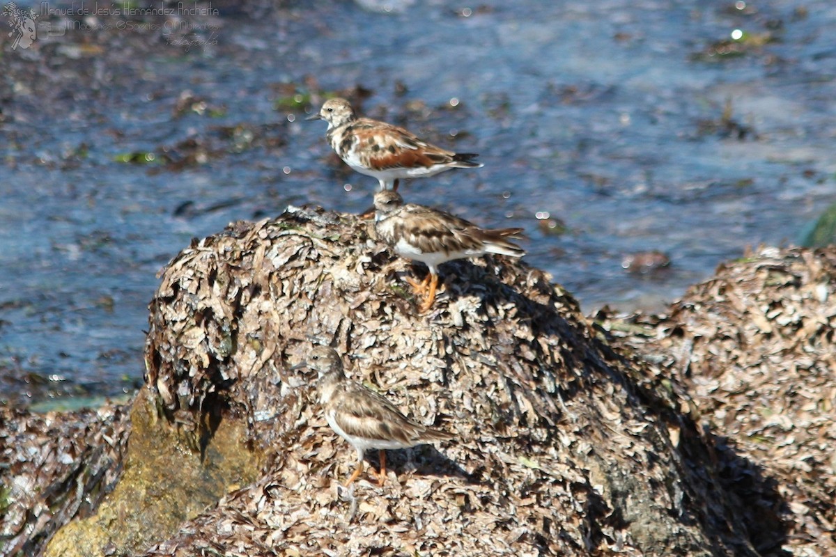 Ruddy Turnstone - ML618285601