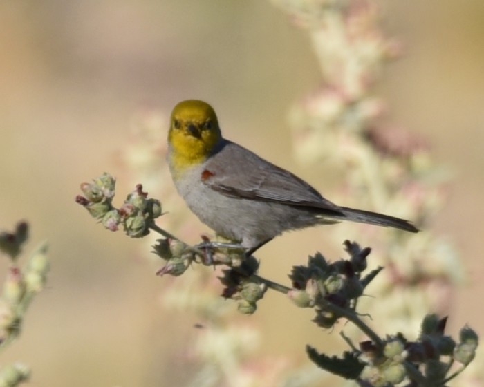 Verdin - Lynn Kohler