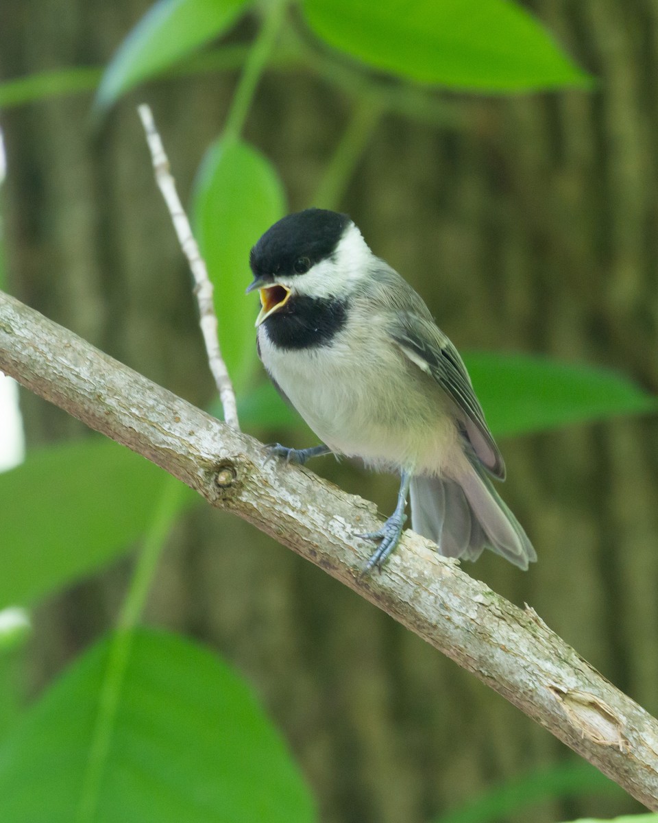 Carolina Chickadee - Jerry Webb