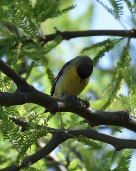 Lesser Goldfinch - Lynn Kohler