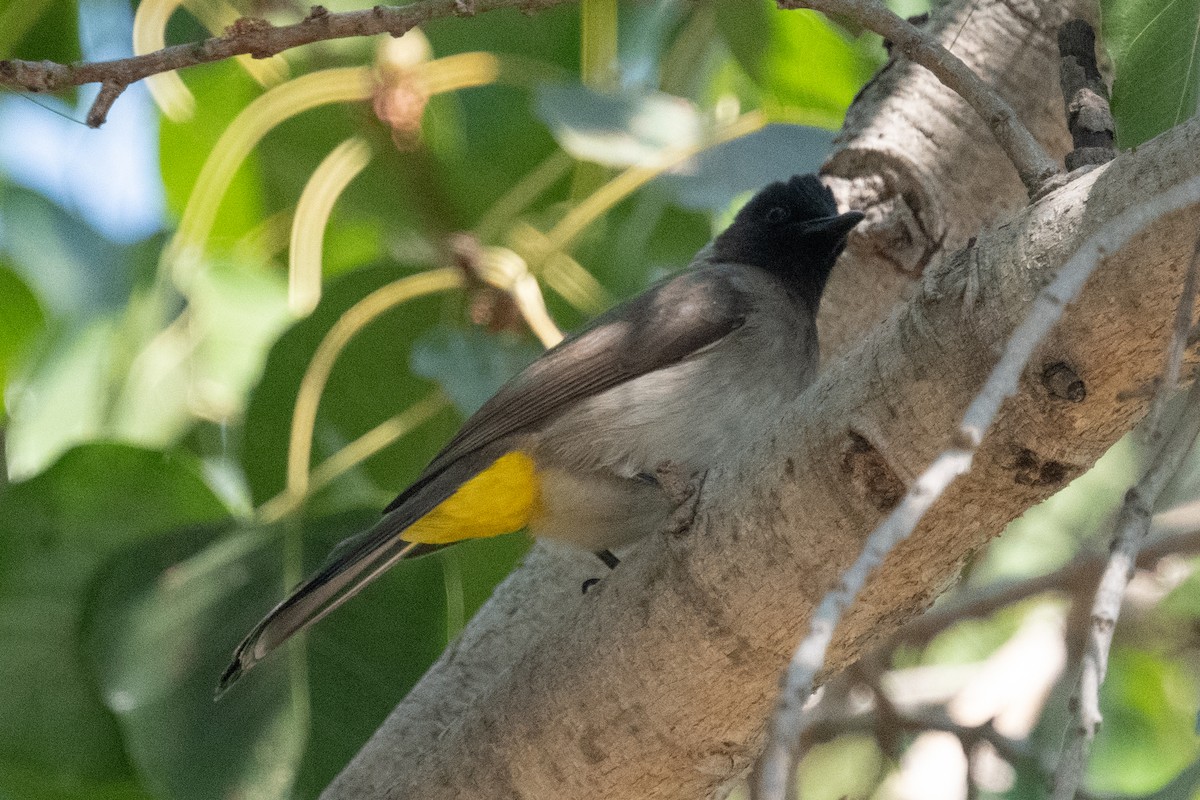 Common Bulbul - Ross Bartholomew