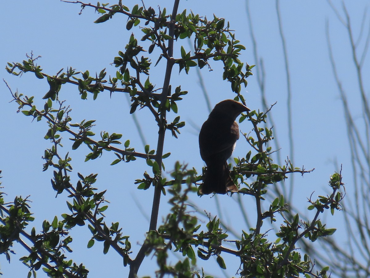 Brown-headed Cowbird - Don Witter