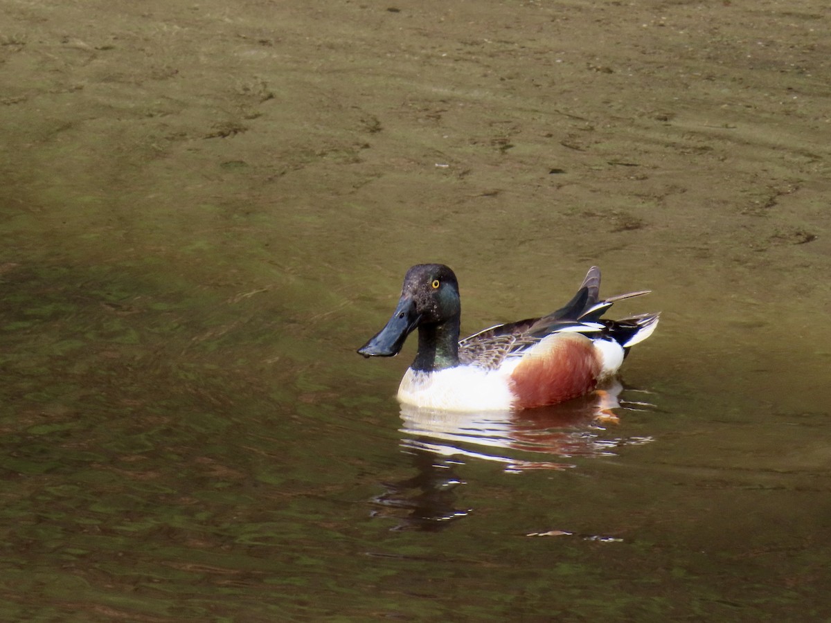 Northern Shoveler - Sara Griesemer