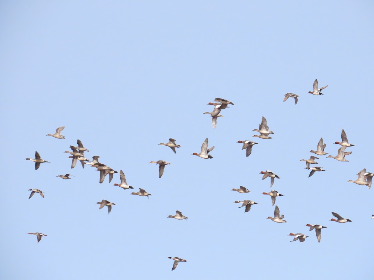 Eurasian Wigeon - Ben Ward