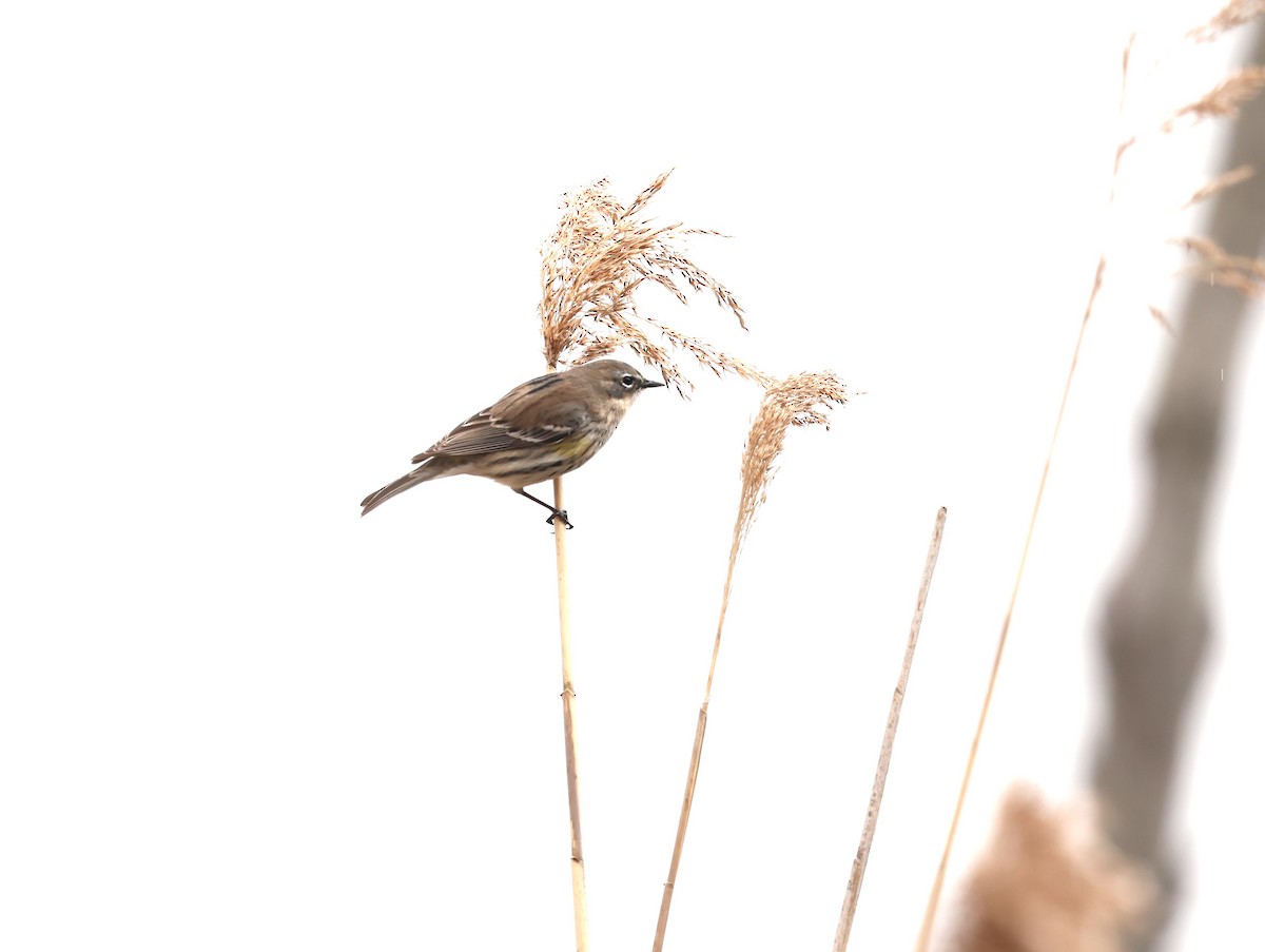 Yellow-rumped Warbler - Marie Provost