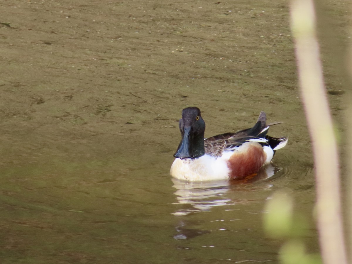 Northern Shoveler - Sara Griesemer