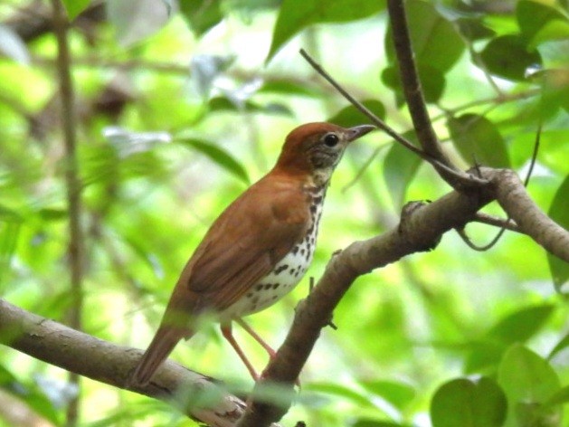 Wood Thrush - ML618285668