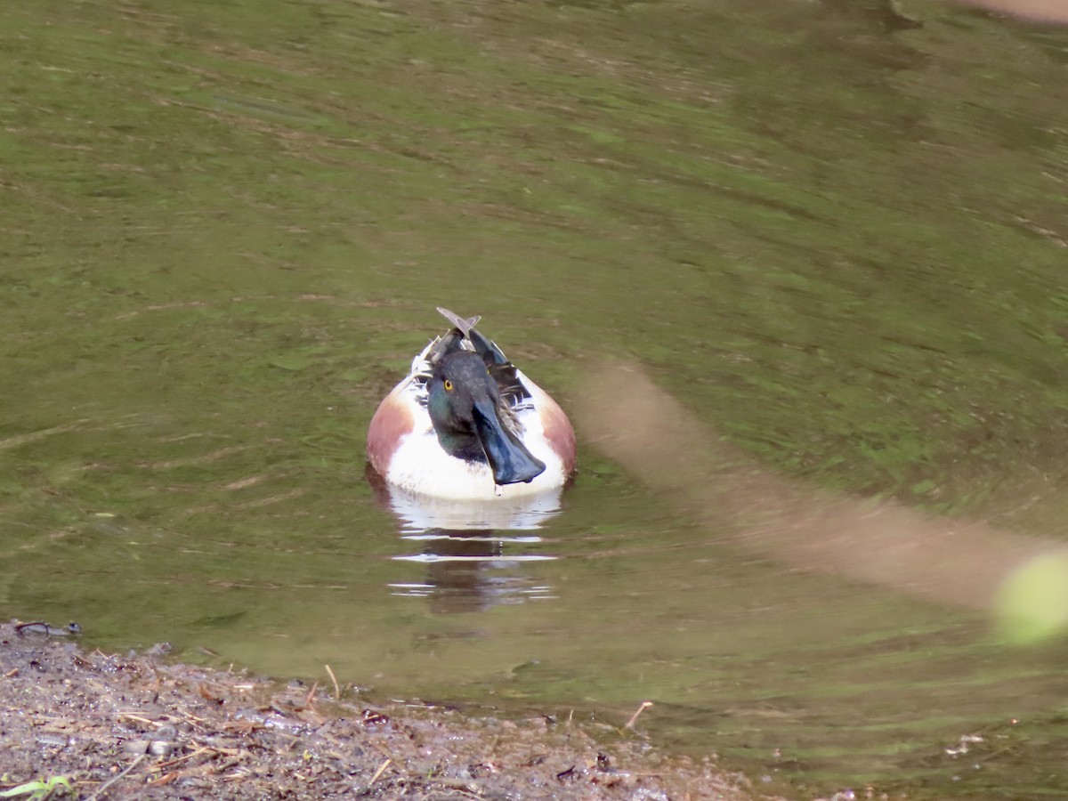 Northern Shoveler - ML618285673