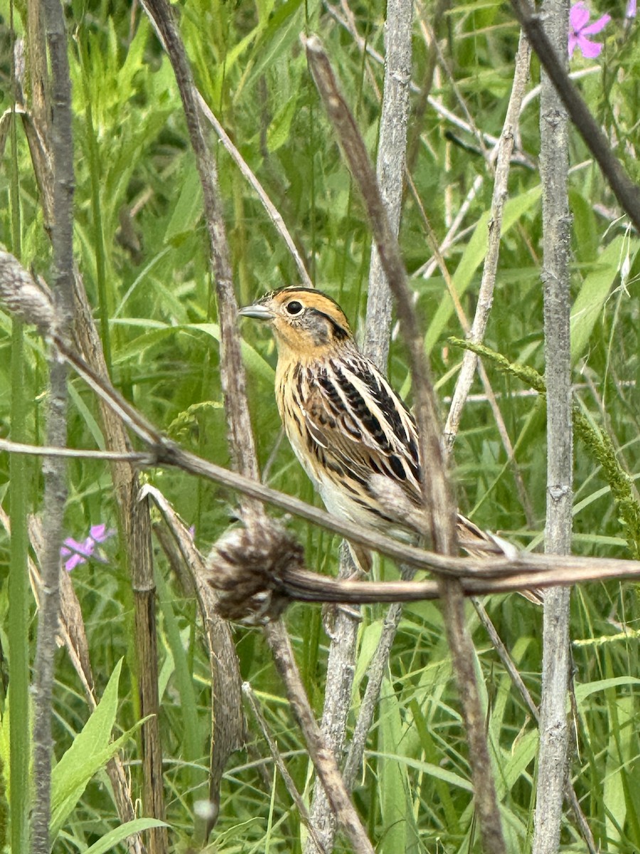 LeConte's Sparrow - ML618285683