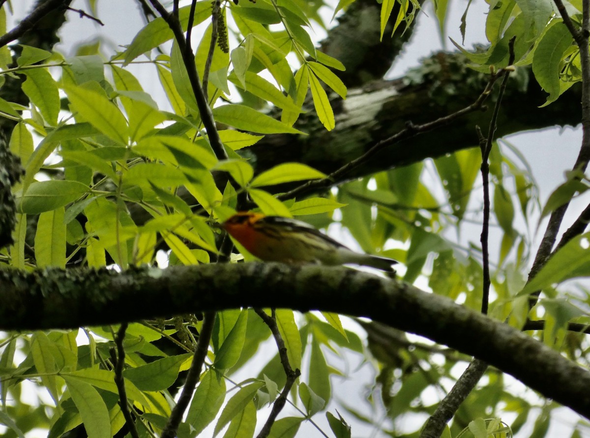 Blackburnian Warbler - Joanne "JoJo" Bradbury