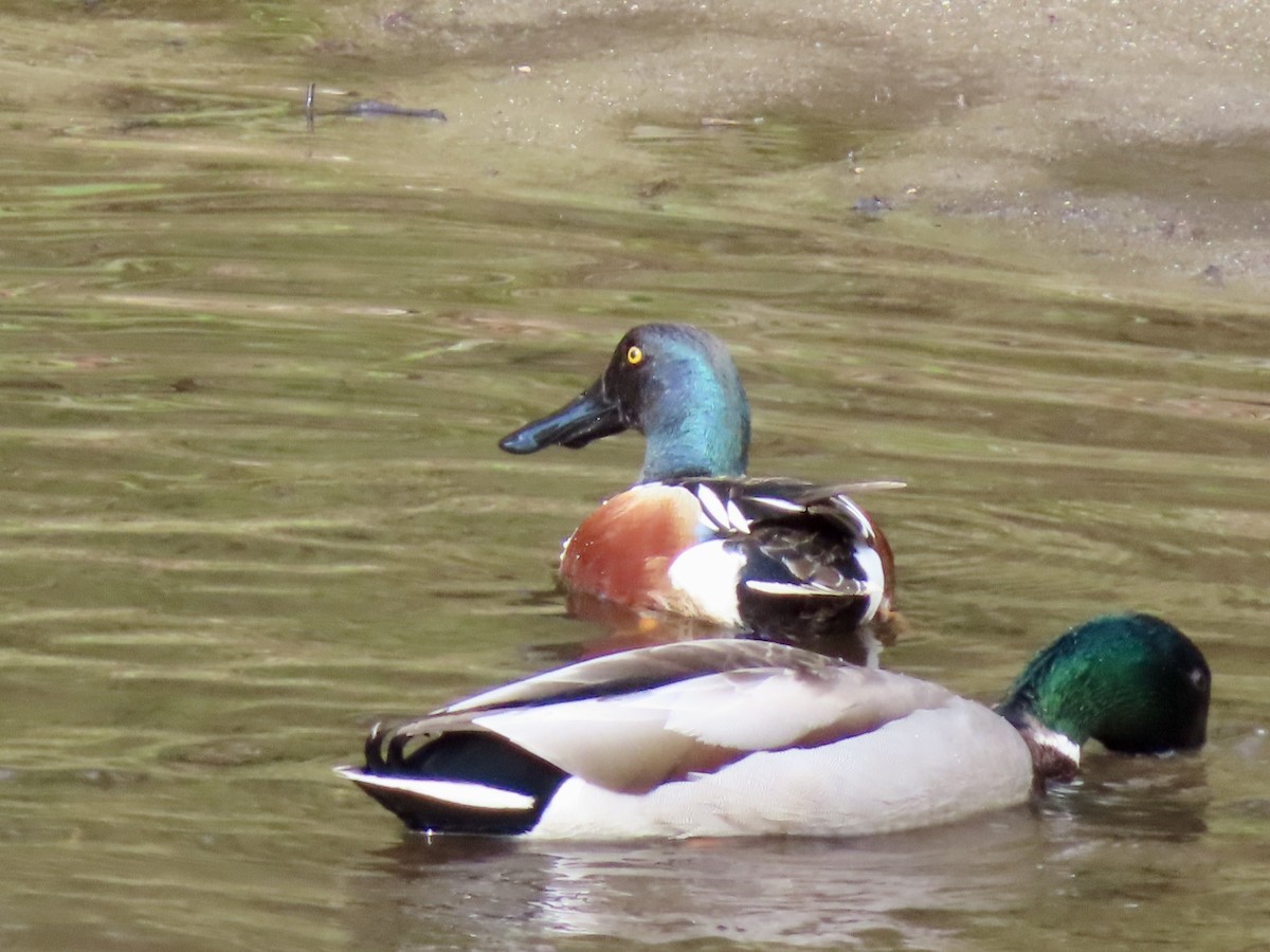 Northern Shoveler - Sara Griesemer