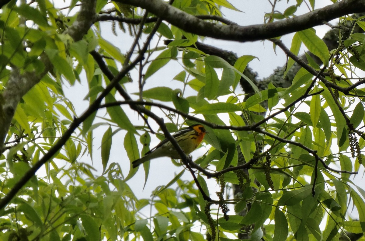 Blackburnian Warbler - Joanne "JoJo" Bradbury