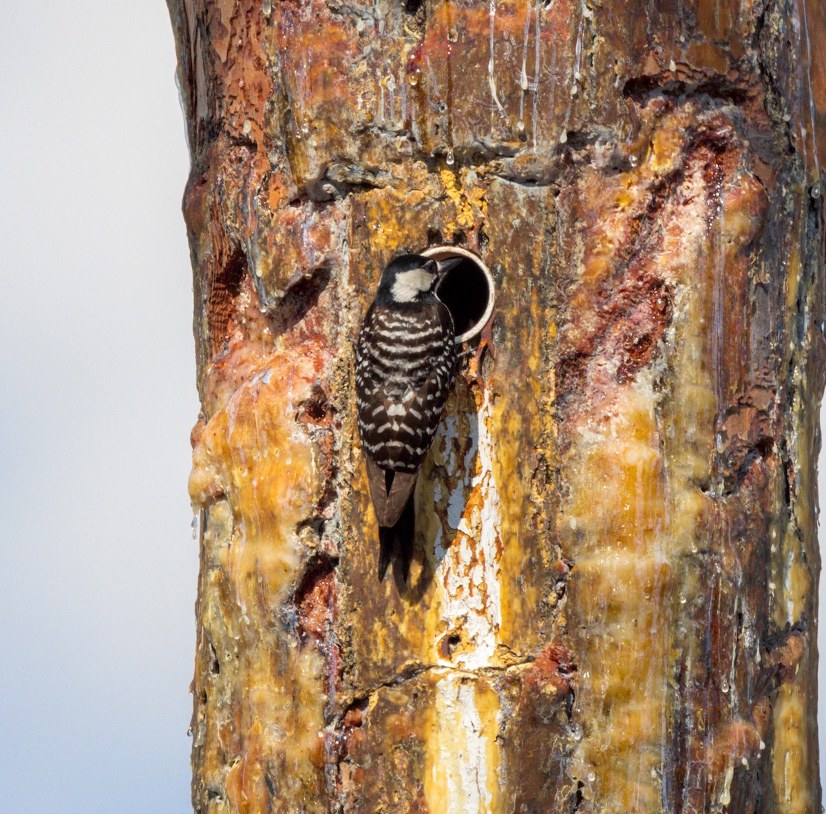 Red-cockaded Woodpecker - Peter Galvin