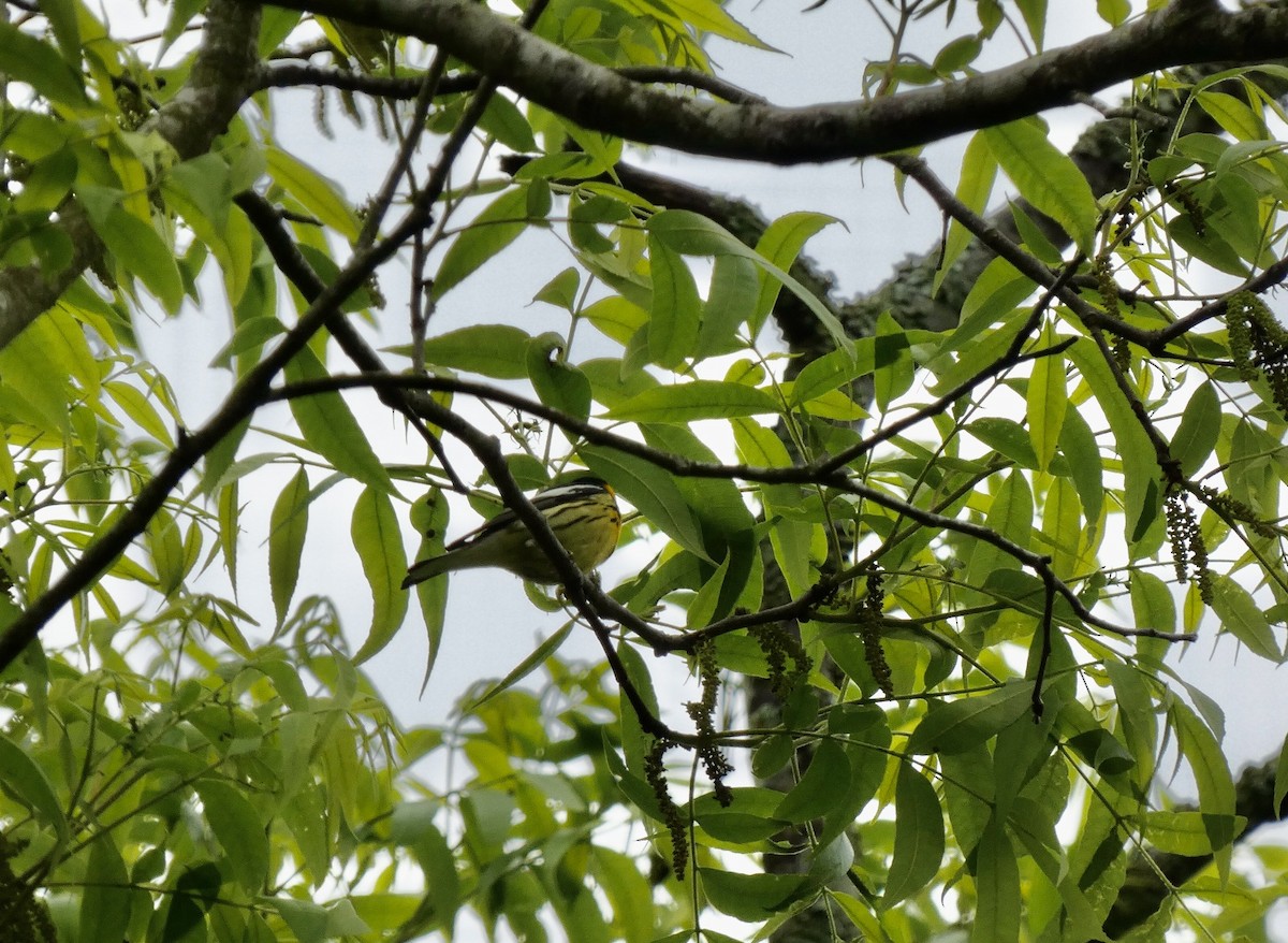 Blackburnian Warbler - Joanne "JoJo" Bradbury