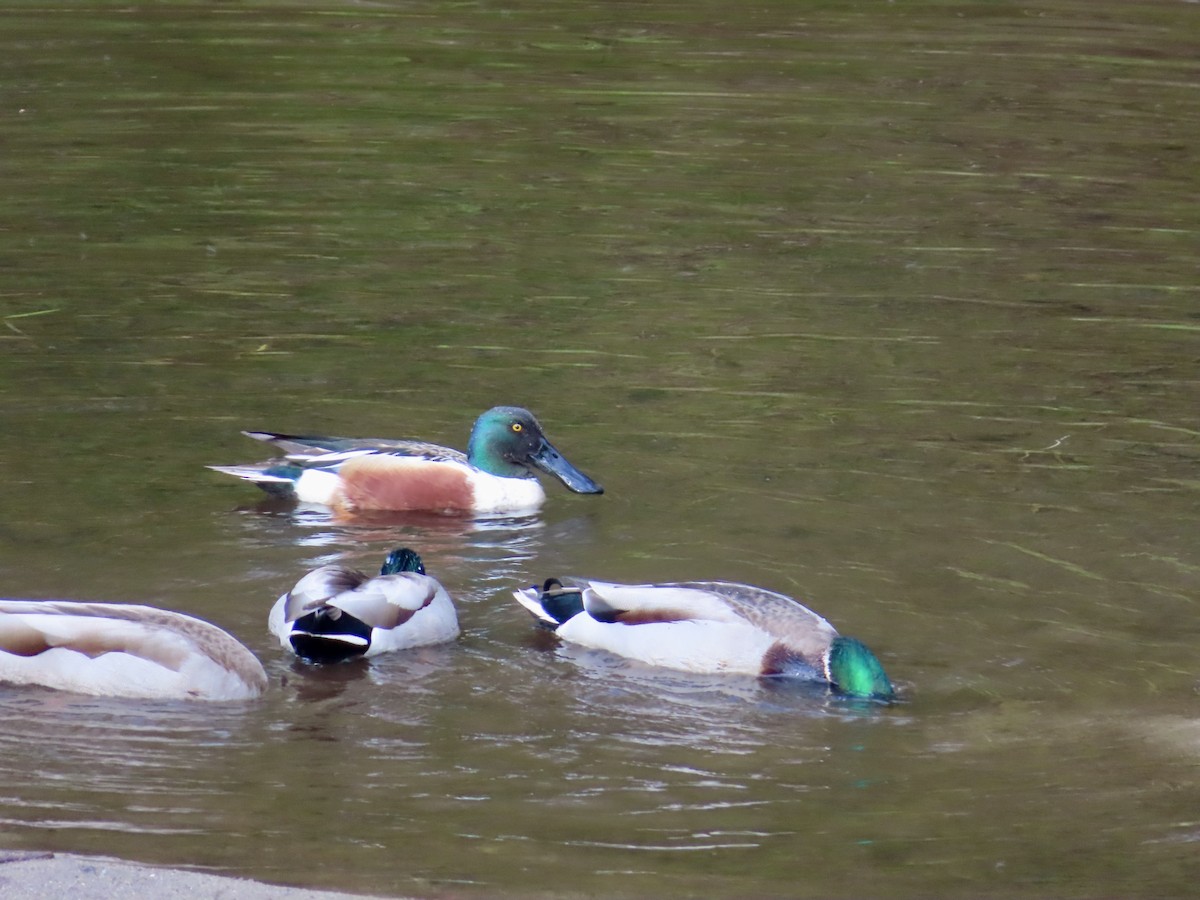 Northern Shoveler - Sara Griesemer