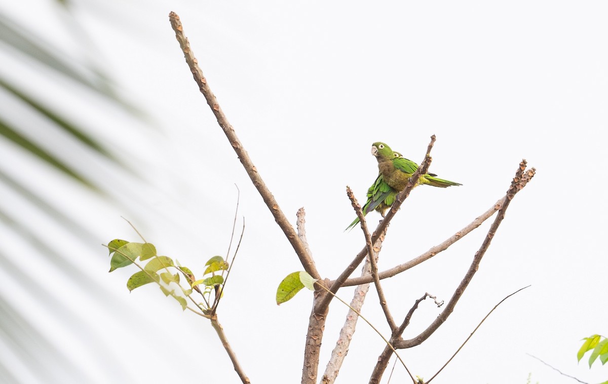 Olive-throated Parakeet - Simon Boivin