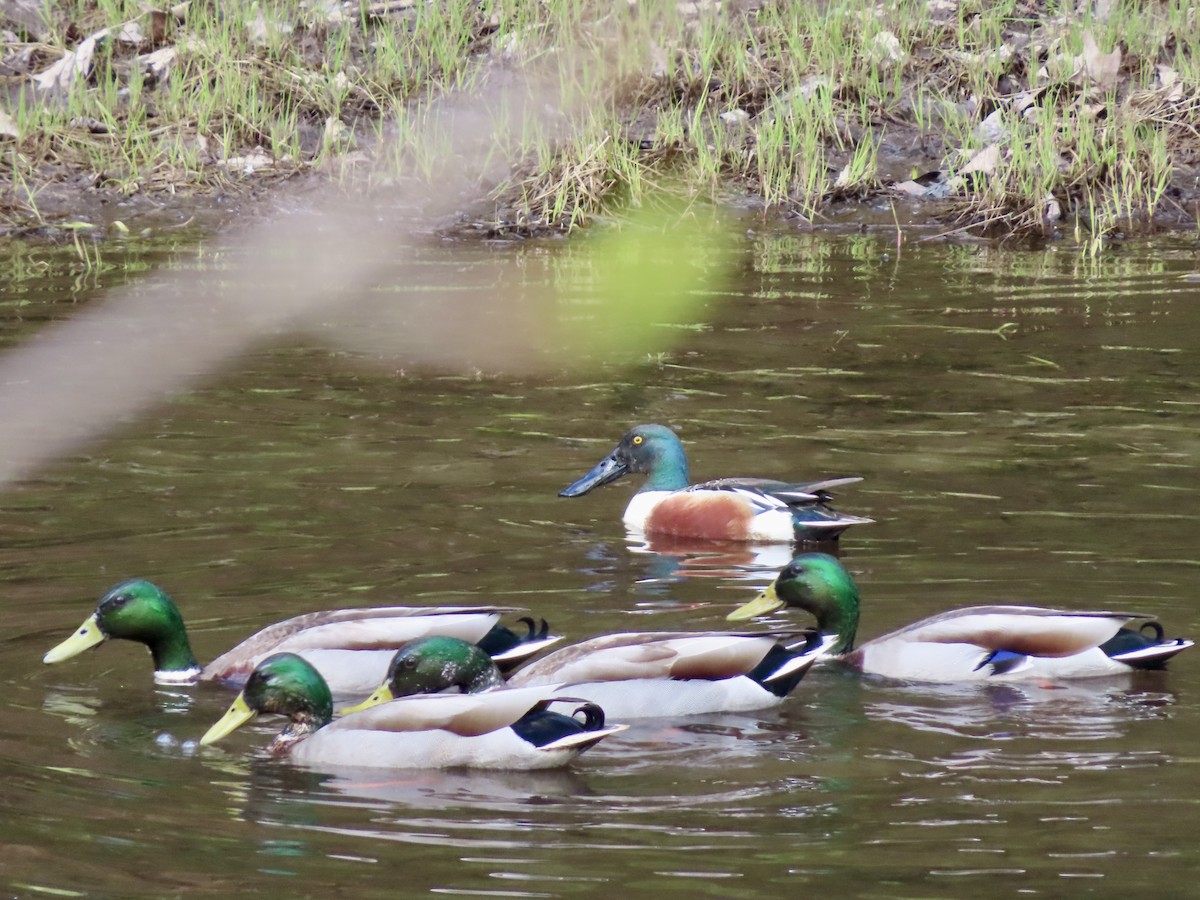 Northern Shoveler - Sara Griesemer