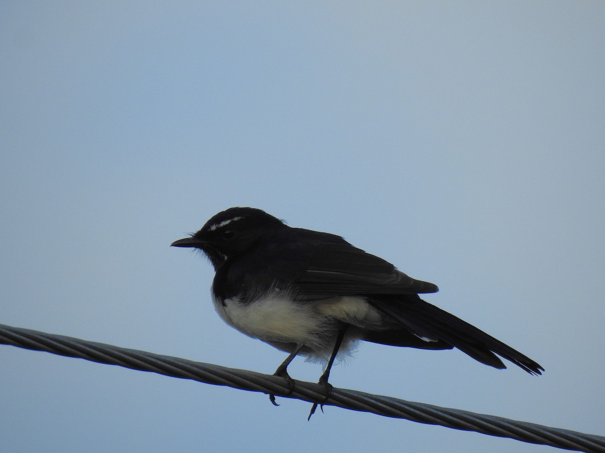 Willie-wagtail - Monica Mesch