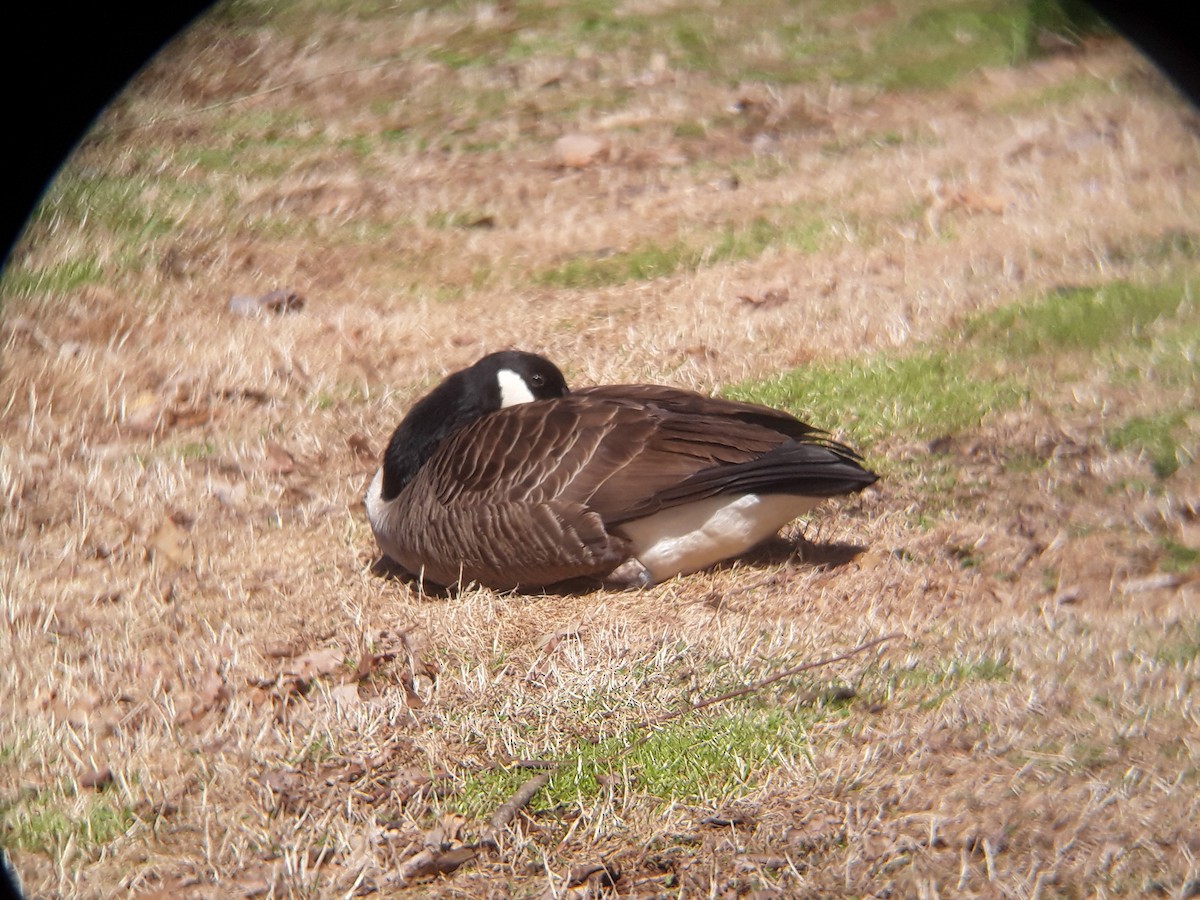 Canada Goose - N W