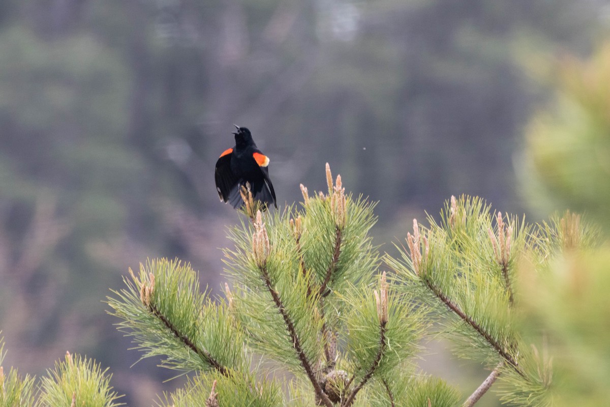 Red-winged Blackbird - Alex Brent