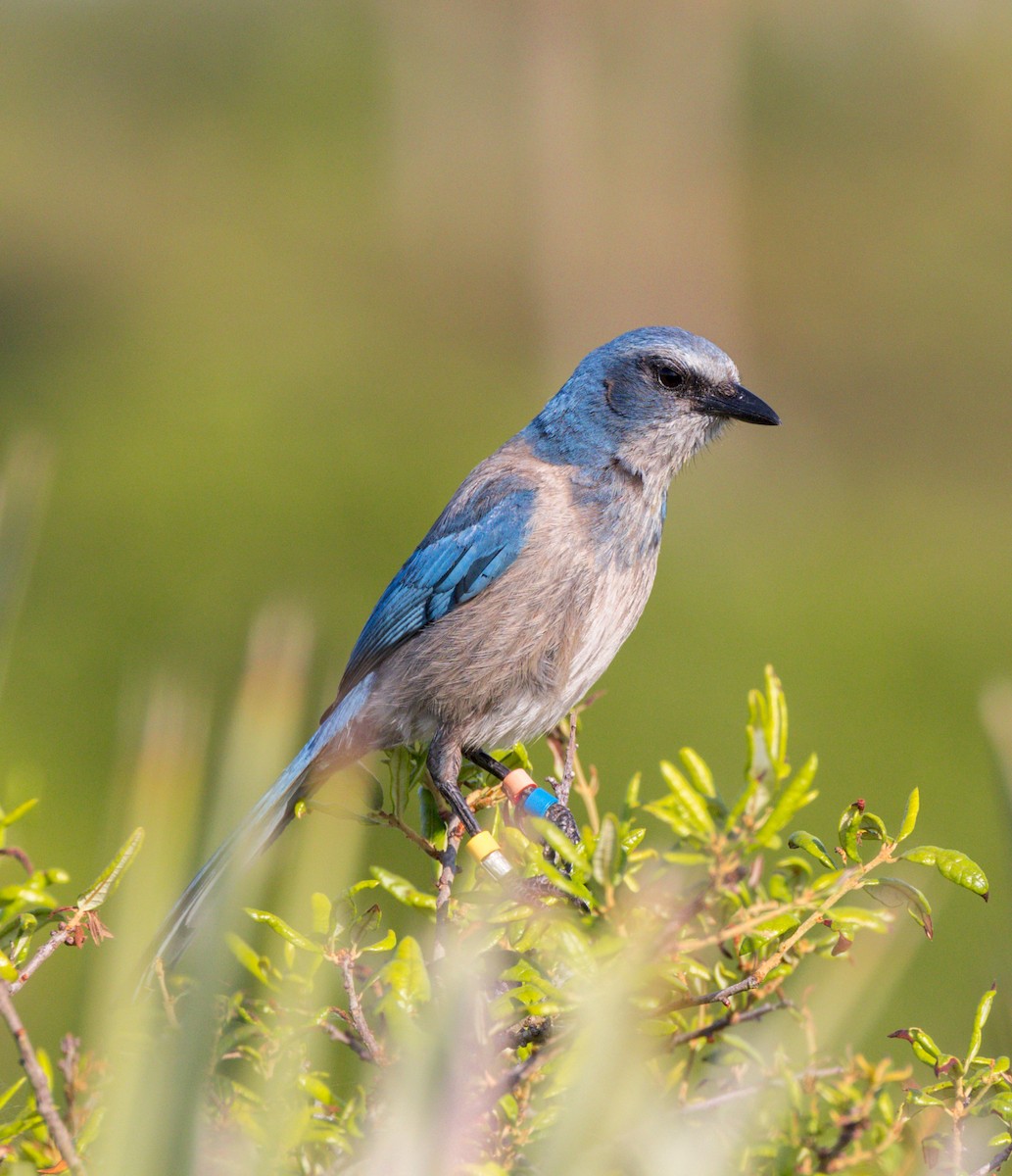 Florida Scrub-Jay - ML618285755