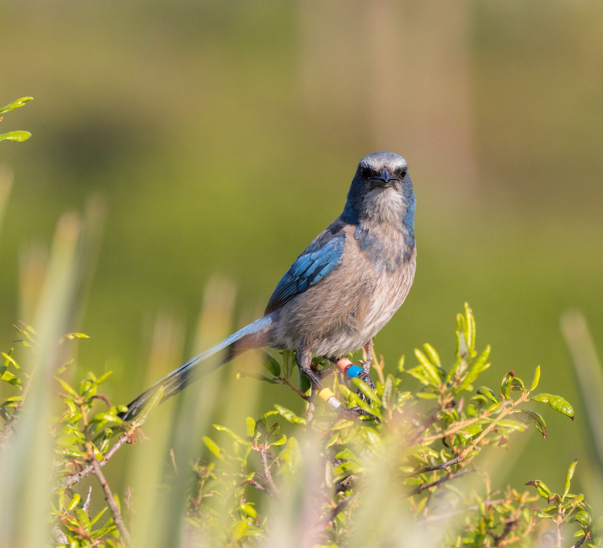 Florida Scrub-Jay - ML618285756