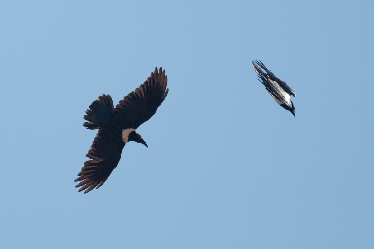 Pied Crow - Ross Bartholomew