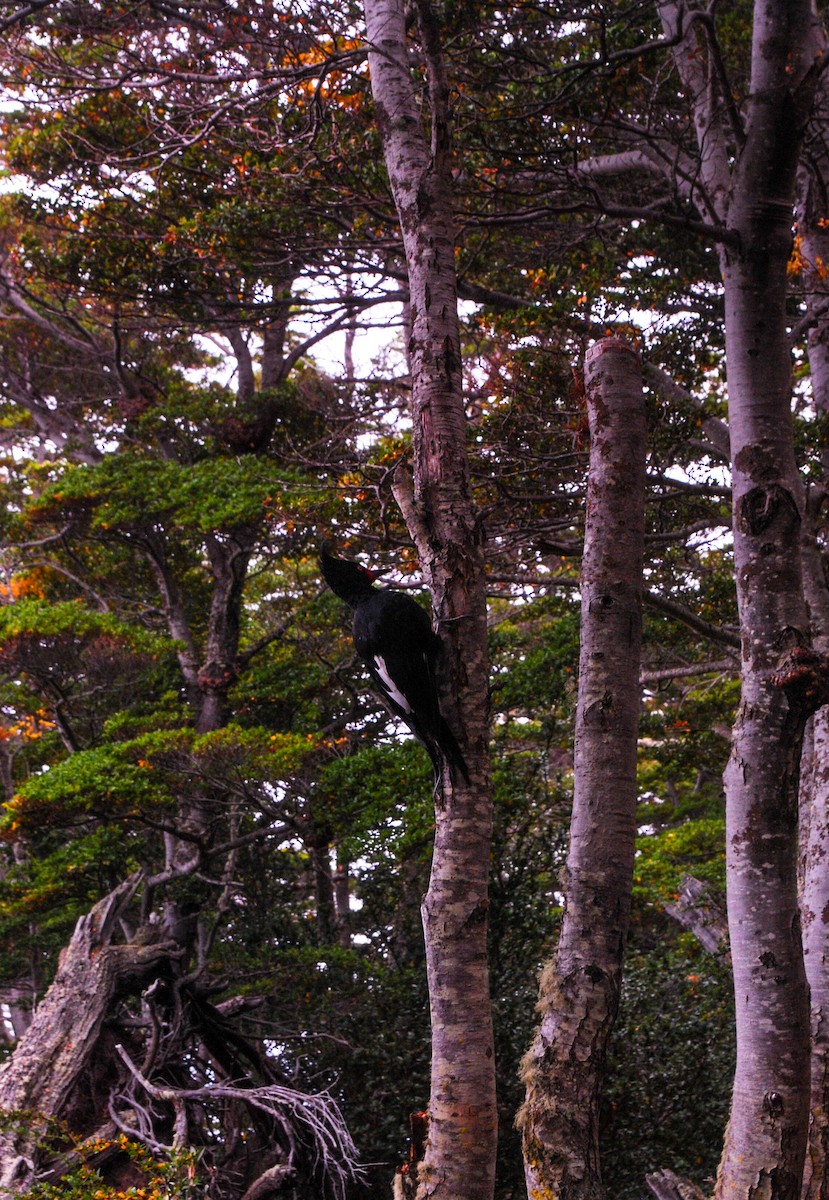 Magellanic Woodpecker - ML618285763