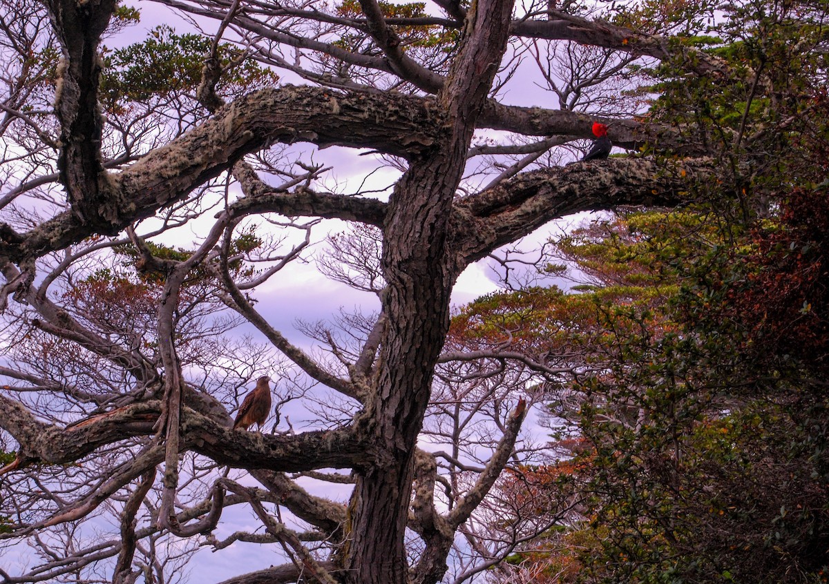 Magellanic Woodpecker - ML618285764