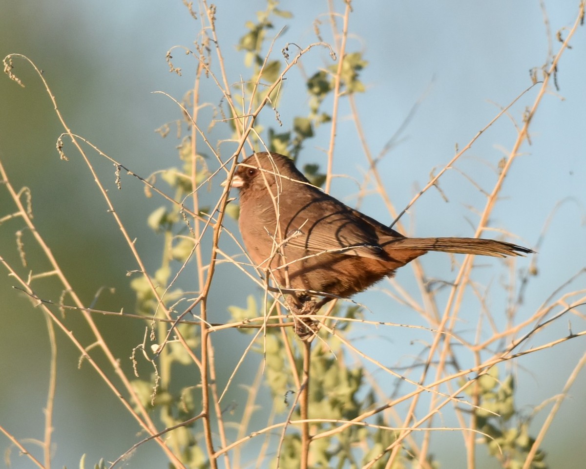 Abert's Towhee - Lynn Kohler