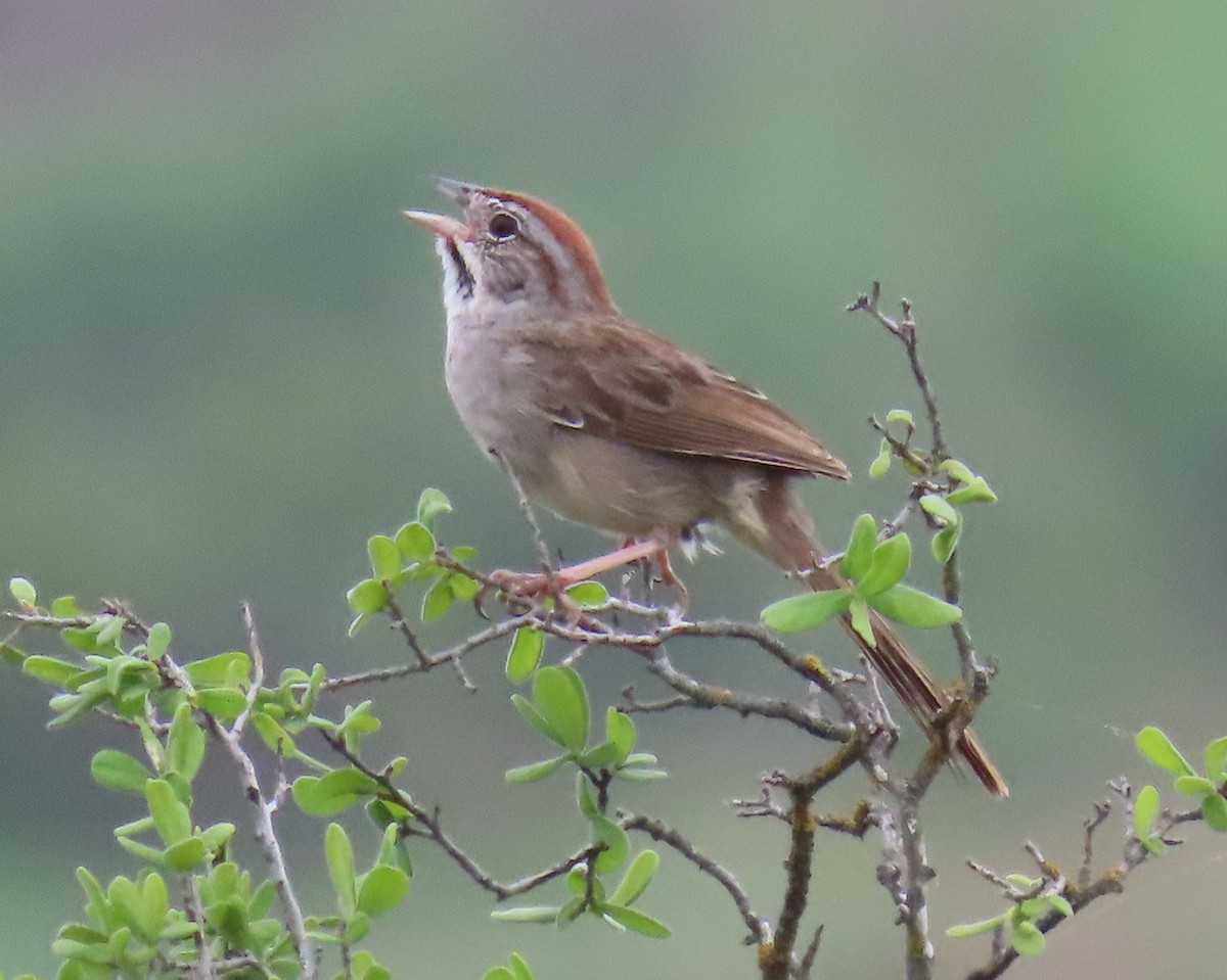 Rufous-crowned Sparrow - Julie Mobley