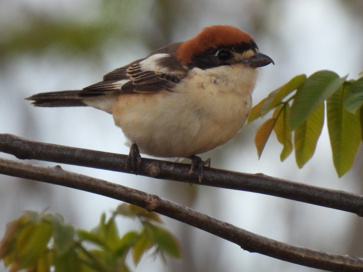 Woodchat Shrike - ML618285856