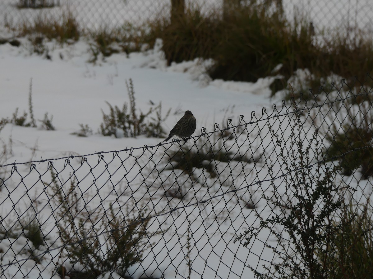 Plumbeous Sierra Finch - joaquin vial