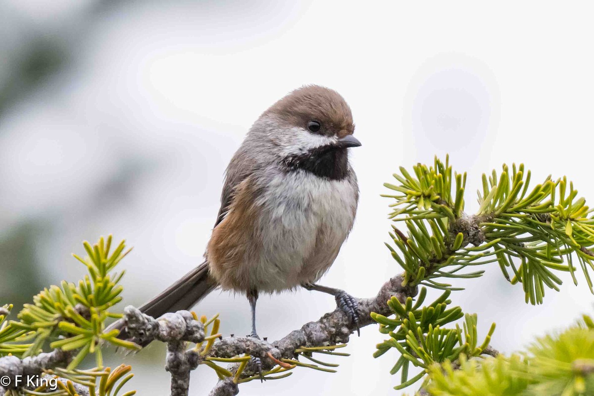 Boreal Chickadee - Frank King