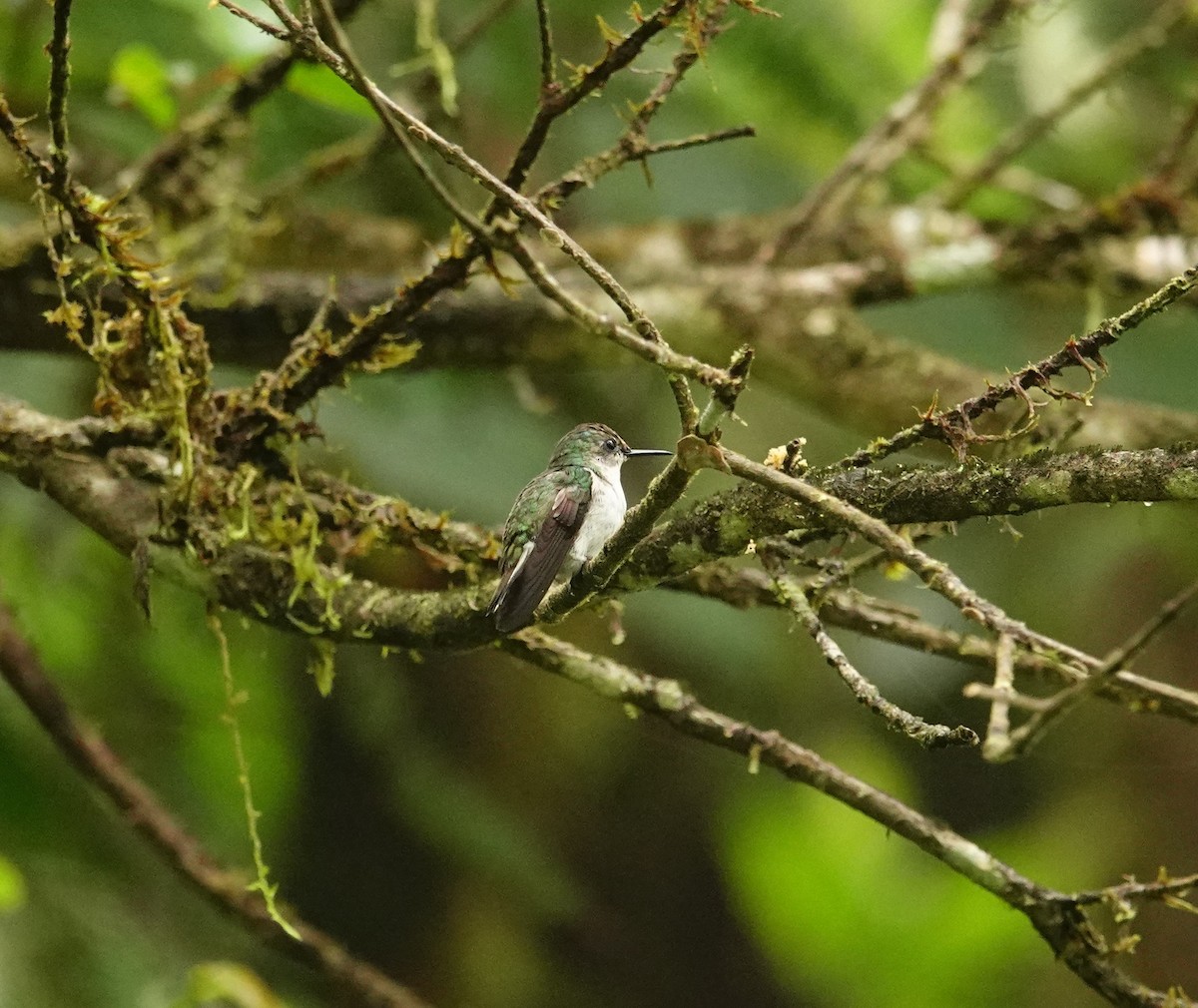 kolibřík běločelý - ML618285901