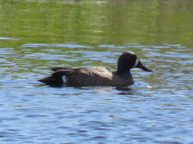 Blue-winged Teal - ML618285909