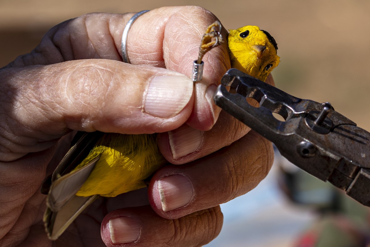 Wilson's Warbler - Jef Blake