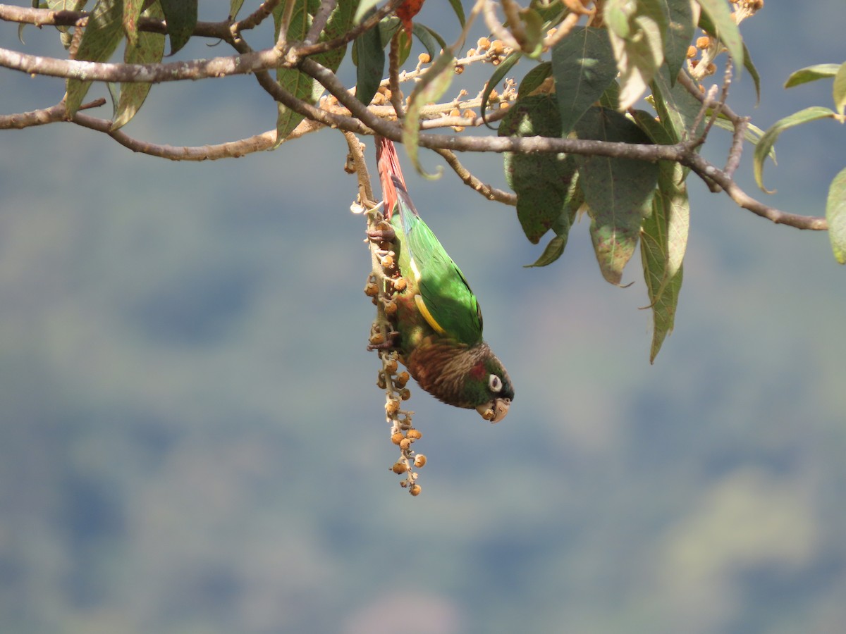 Brown-breasted Parakeet - Cristian Cufiño