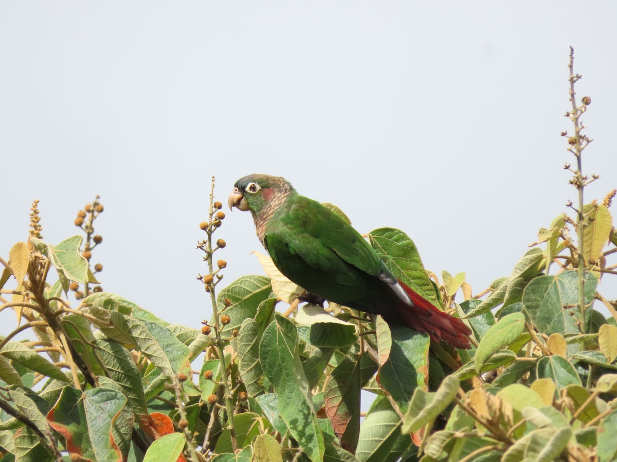 Brown-breasted Parakeet - Cristian Cufiño