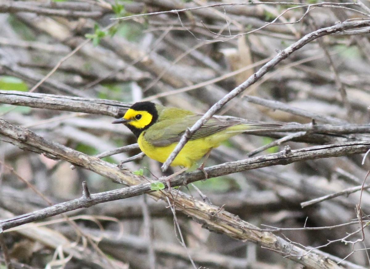 Hooded Warbler - ML618285965