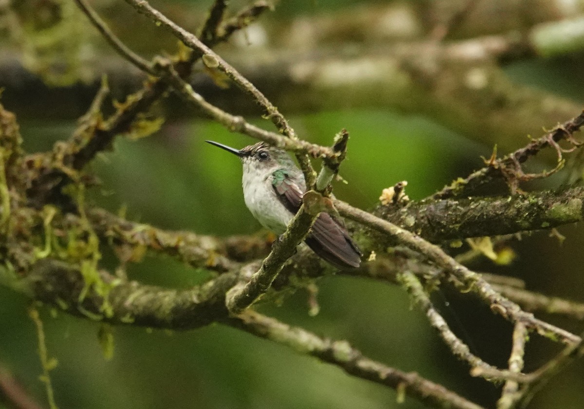 kolibřík běločelý - ML618285966