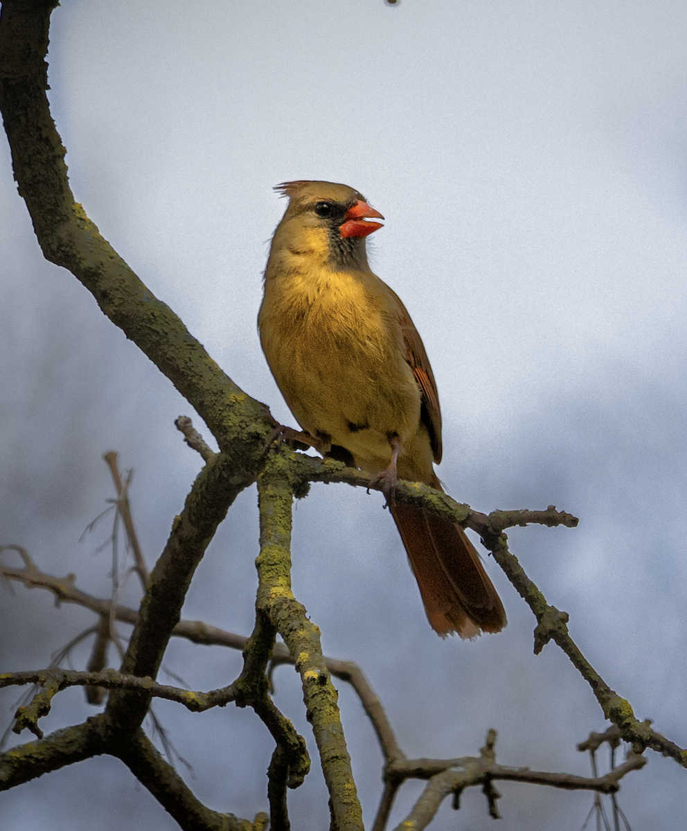 Northern Cardinal - Derek Dittberner