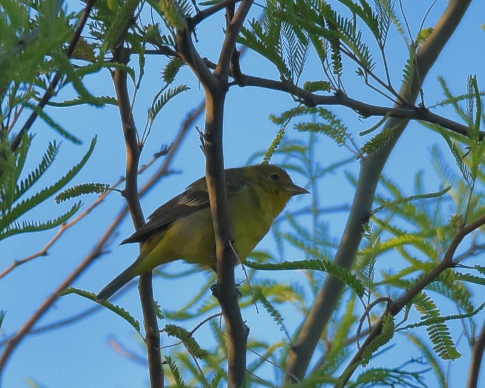 Western Tanager - Lynn Kohler