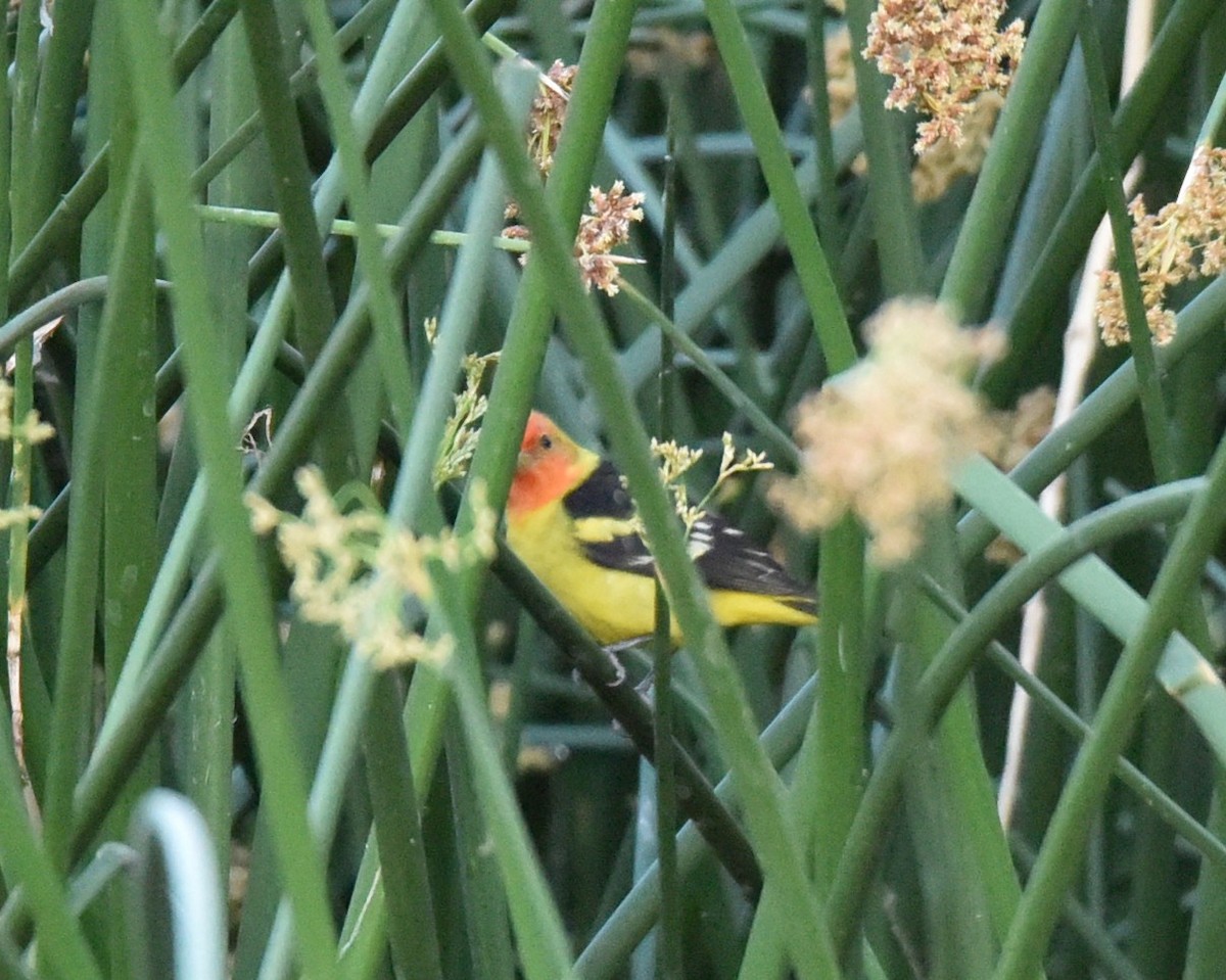 Western Tanager - Lynn Kohler